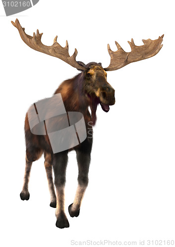 Image of Moose