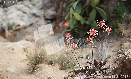 Image of cactus flowers