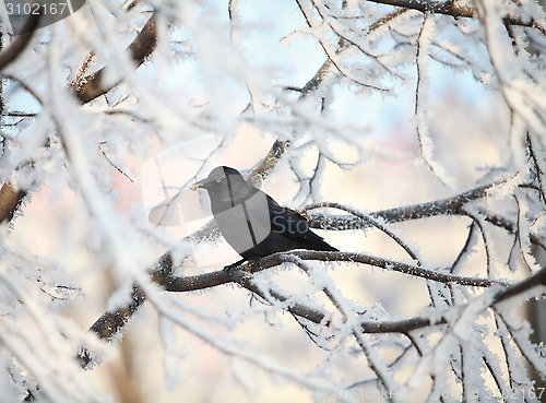 Image of crow on snow-covered tree