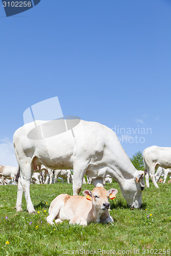 Image of Free calf on Italian Alps