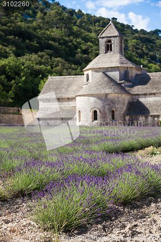 Image of Lavander field