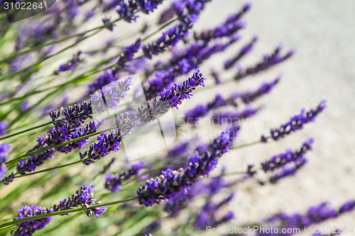 Image of Lavander field