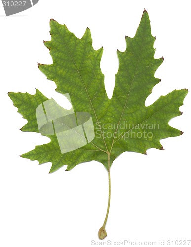 Image of platan leave