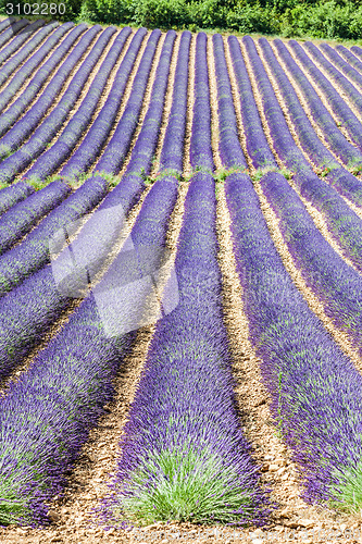 Image of Lavander field