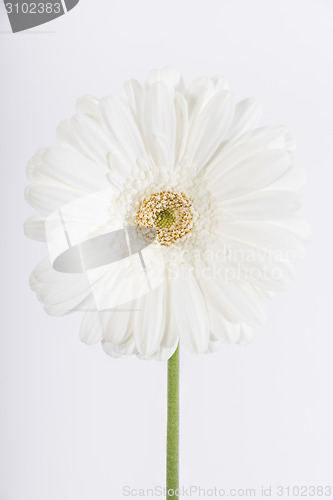 Image of Close up of a white flower