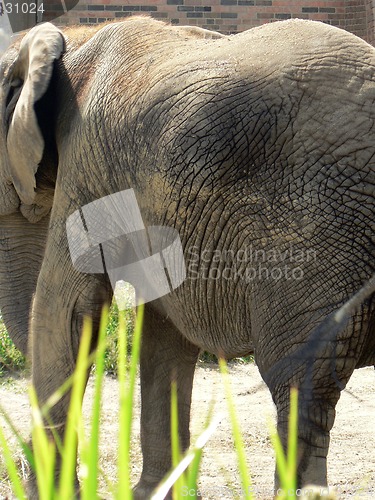 Image of Elephant 9
