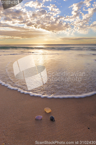 Image of Shells on the beach at Wanda