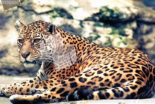 Image of Leopard