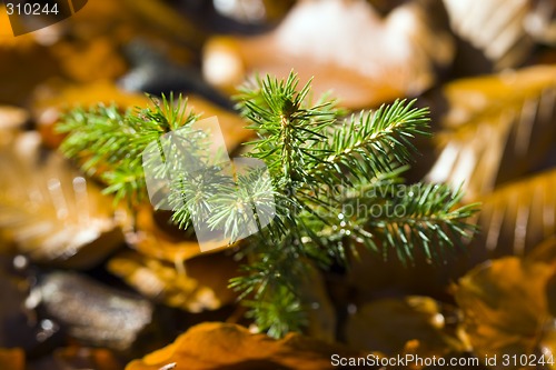 Image of Spruce Twig