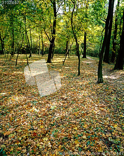 Image of Autumn Forest