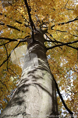 Image of Tree Trunk