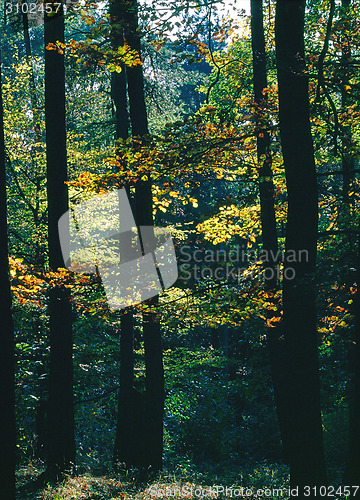 Image of Autumn Forest