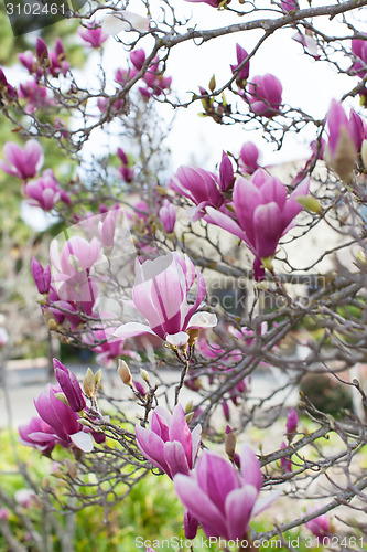 Image of blooming magnolia