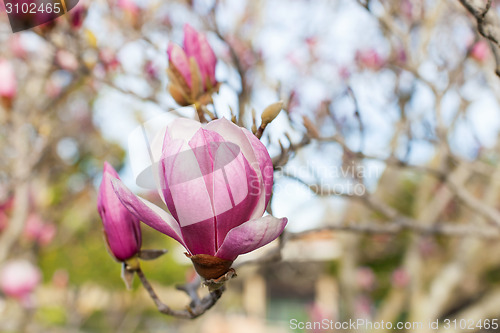 Image of close-up of blooming magnolia