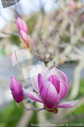 Image of close-up of blooming magnolia