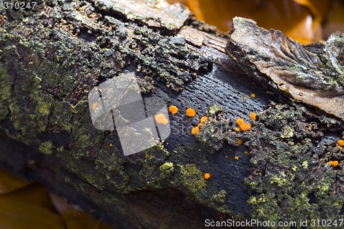 Image of Rotten Twig with Orange Fungus