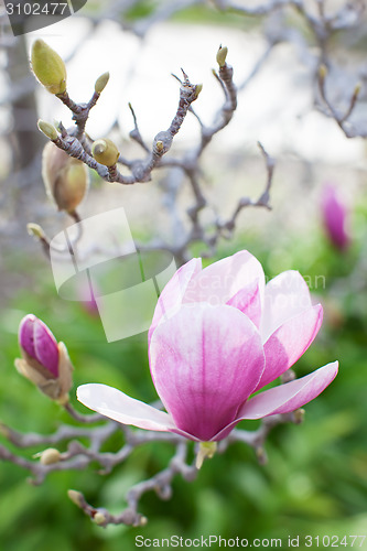 Image of close-up of blooming magnolia