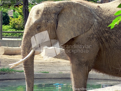 Image of Elephant 10