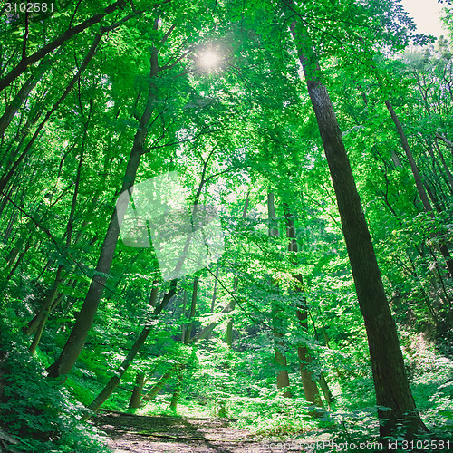 Image of sunlight in trees of green forest
