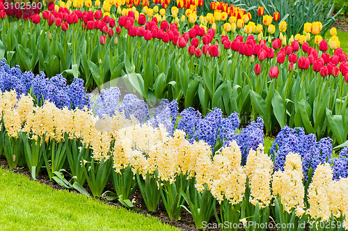 Image of Vibrant flowerbed spring flower park