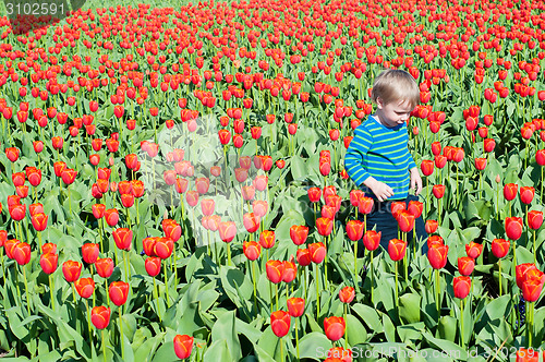 Image of Little boy running on tulips fields