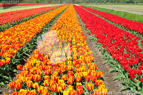 Image of Field of tulips