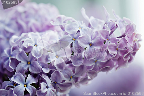 Image of Close-up of lilac