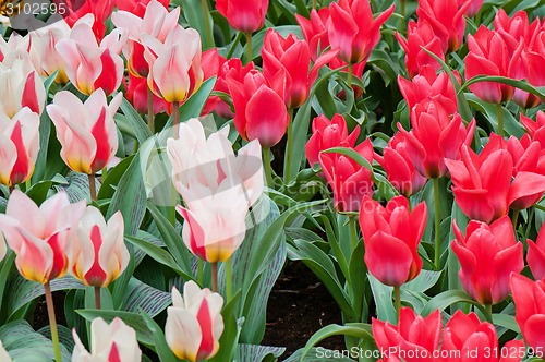 Image of Striped and red tulips on the flowerbed 