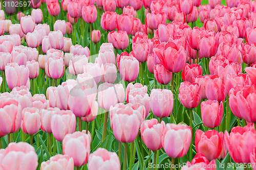 Image of Pink and red tulips on the flowerbed 