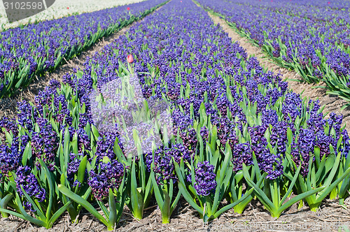 Image of Field of blue hyacinth