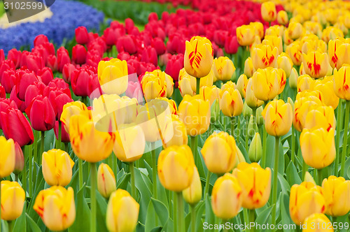 Image of Multicolored tulips on the flowerbed 