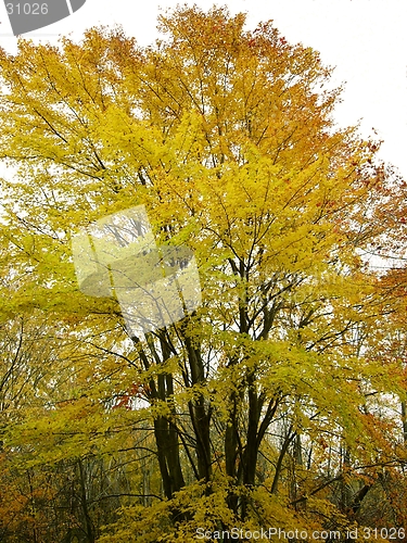 Image of Fall Tree