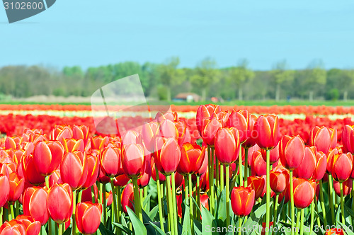 Image of Field of tulips and blue sky