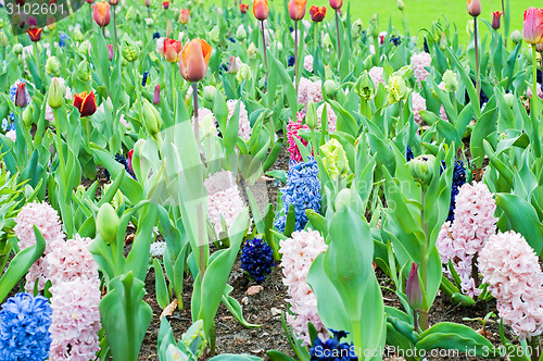 Image of Hyacinths and tulips. Spring landscape.