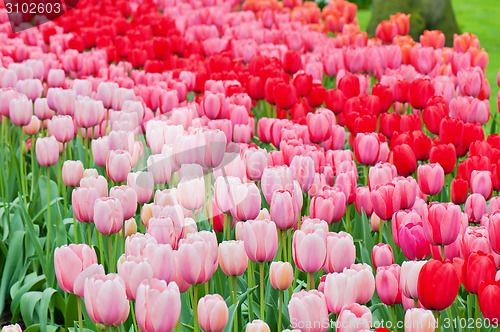 Image of Pink and red tulips on the flowerbed 