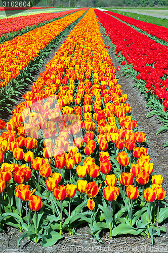 Image of Field of tulips