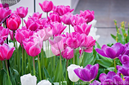 Image of Pink, purple and white tulips on the flowerbed 