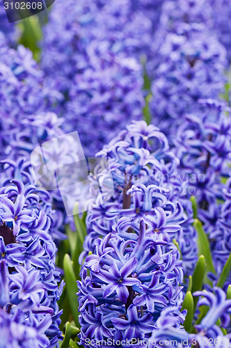 Image of Macro shot of blue hyacinth