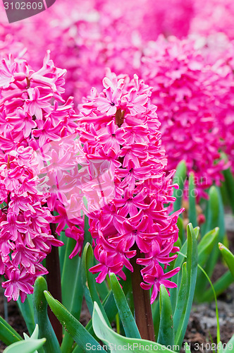 Image of Macro shot of pink hyacinth