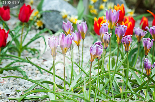 Image of Purple and red flowers growing in the garden