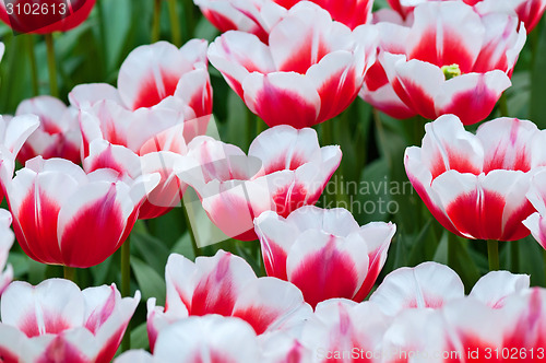 Image of Red white tulips on the flowerbed 