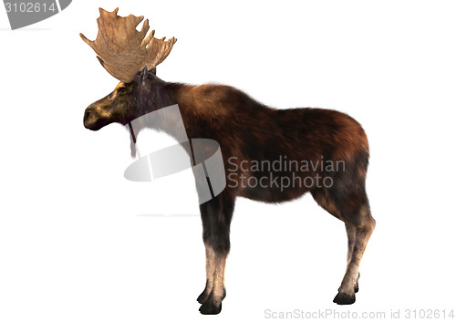 Image of Moose