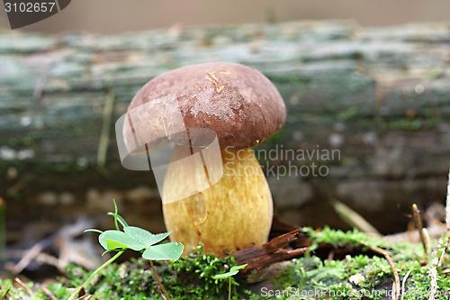 Image of boletus badius