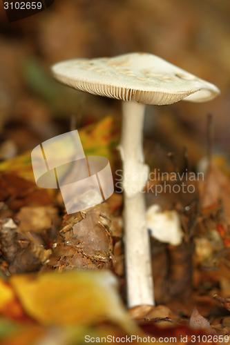 Image of unidentified white mushroom