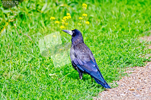 Image of Jackdaw on the green grass