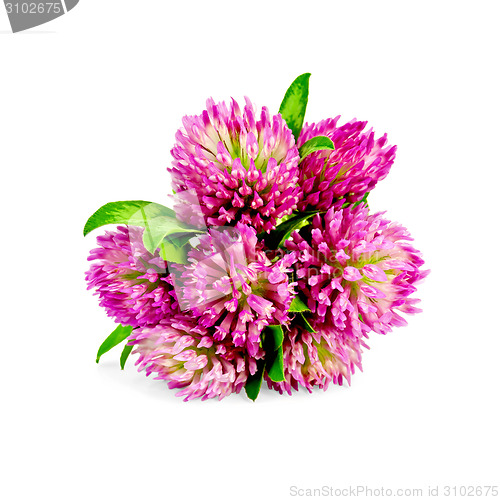 Image of Clover bouquet