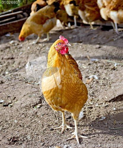 Image of Chicken brown in paddock on ground