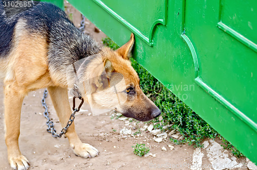 Image of Sheepdog on chain near green fence