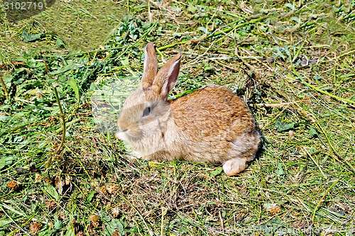 Image of Rabbit brown on the grass