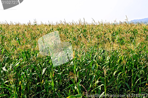 Image of Corn in corn field